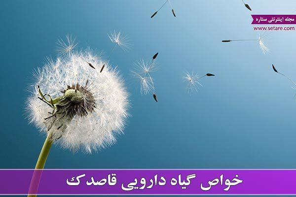 همه چیز درباره خواص قاصدک، گیاه قاصدک و گل قاصدک همه چیز درباره خواص قاصدک، گیاه قاصدک و گل قاصدک
