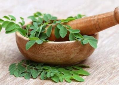 آشنایی با خواص فوق العاده گیاه مورینگا