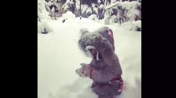 شادی این بچه از بارش برف دیدن دارد شادی این بچه از بارش برف تماشا دارد