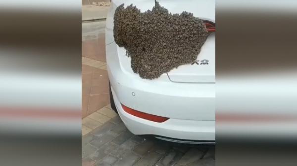 تجمع زنبورها روی یک خودرو تجمع زنبورها روی یک خودرو