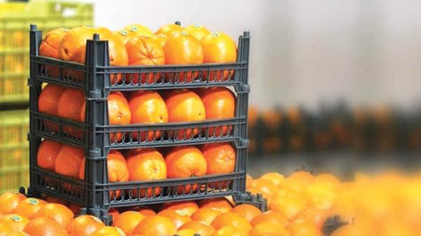 اما و اگر های خرید توافقی نارنگی های شمال اما و اگر های خرید توافقی نارنگی های شمال