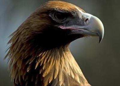 عقابی که قادر به شکار کانگورو بود!