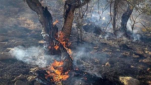 آتش سوزی در پارک ملی گلستان آتش سوزی در پارک ملی گلستان